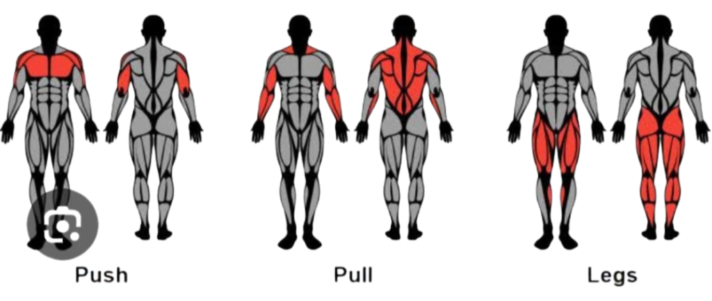 Bro Split vs PPL